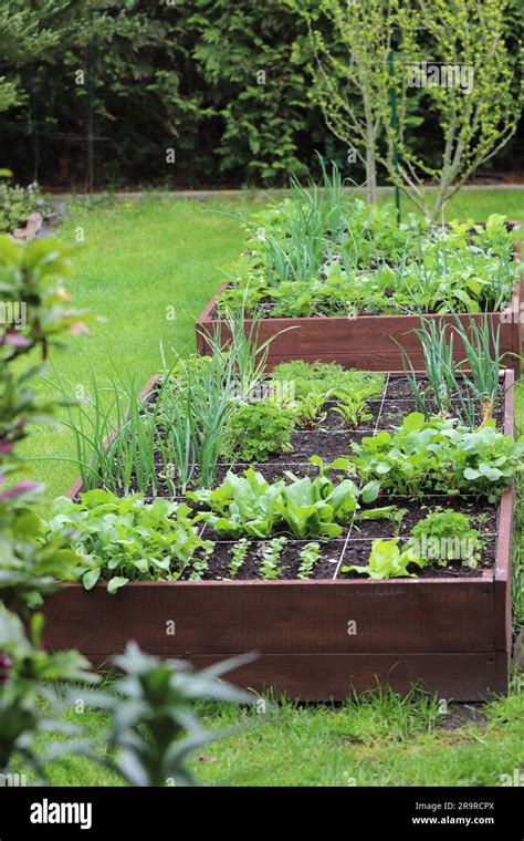 Raised vegetable beds. Vegetables grown in your own garden Stock Photo ...