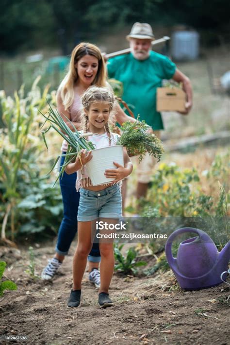 Multigeneration Family Harvesting Vegetables From Garden At Home Farm ...