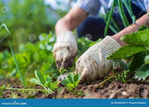 Weeding Beds with Agricultura Plants Growing in the Garden. Weed ...