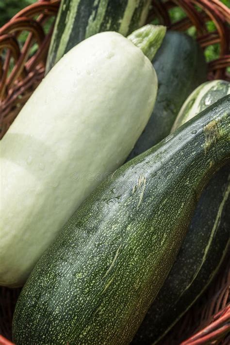 Fresh Large Zucchini in a Basket in the Garden. Healthy Eco Food and ...