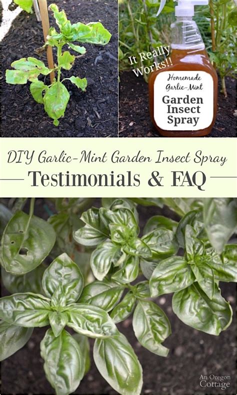 DIY Garlic-Mint Garden Insect Spray Testimonials &amp; FAQs - An Oregon Cottage