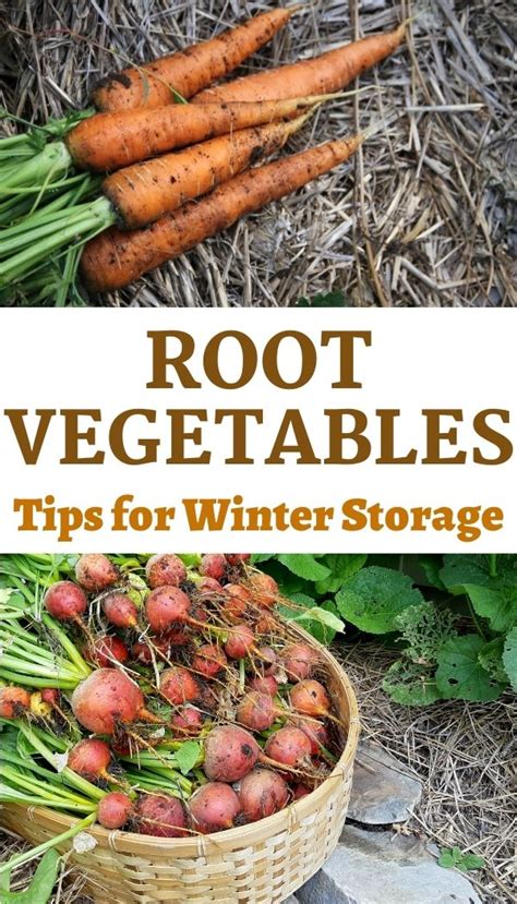 How to Store Fresh Root Vegetables for Winter