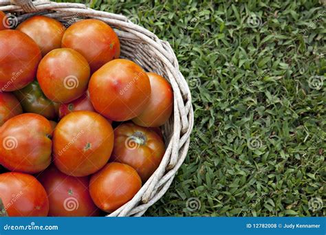 Fresh tomatoes in basket stock photo. Image of health - 12782008