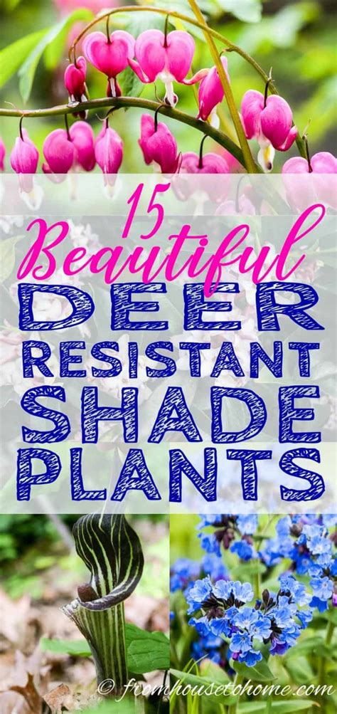 Garden Deer Resistant Plants 30 Deer Resistant Flowers For A