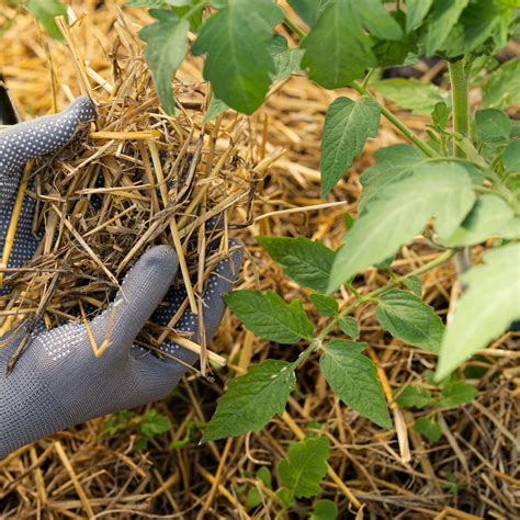 Organic blight control for abundant country garden tomatoes?