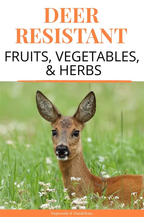 Prevent deer eating your homestead garden veggies organically?