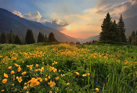 Natural aphid control for edible garden plants?