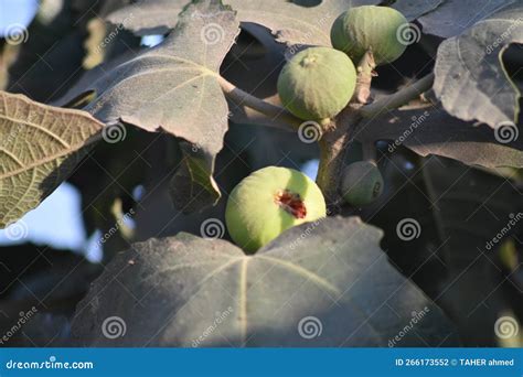 Jam fruits garden stock photo. Image of tree, yellow - 266173552