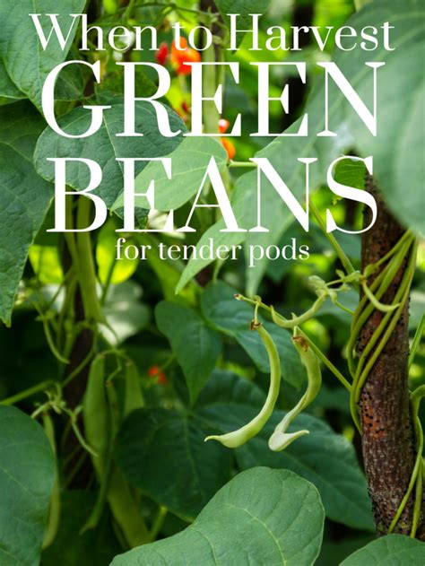 When to Harvest Green Beans - The Kitchen Garten