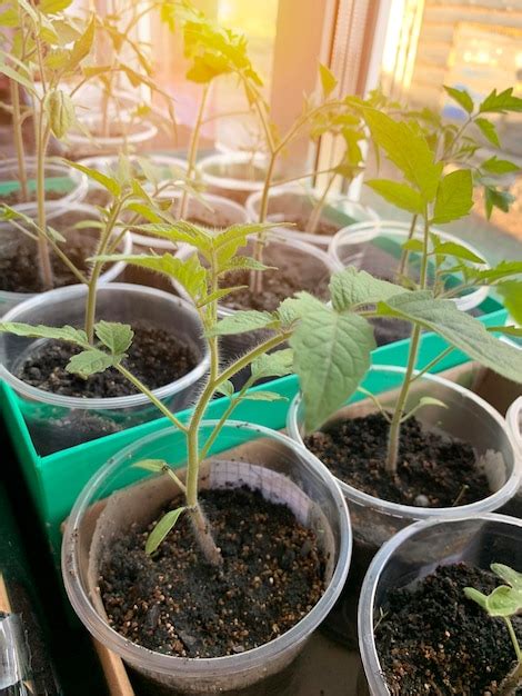 Premium Photo | A container with a plant in it that is labeled tomato