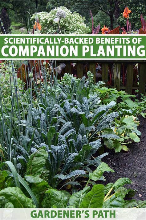The Benefits of Companion Planting | Gardener’s Path