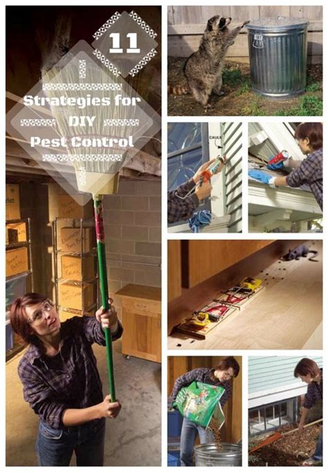 DIY Pest Control Strategies and Techniques | Diy pest control, Pest ...