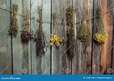 Collection, a Mix of Various Dried Herbs in Bundles Hanging on a Wooden ...