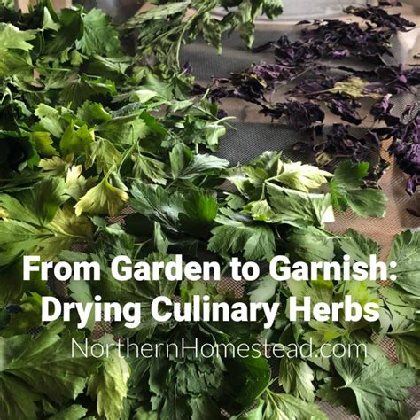 From Garden to Garnish: Drying Culinary Herbs - Northern Homestead