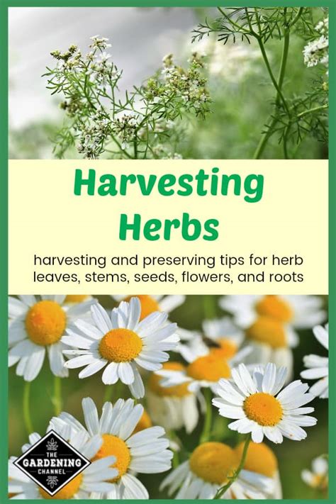 Harvesting Herbs: How to Harvest from Your Herb Garden - Gardening Channel