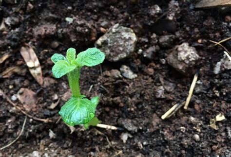 Green Leaf Manure: A Comprehensive Guide to Regenerating Soil Fertility ...