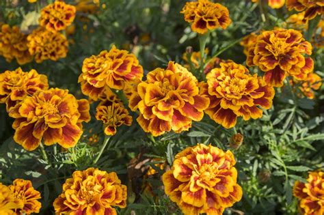 4 Different Types of Marigolds PLUS How to Grow and Benefits (Marigolds ...