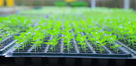 growing green plant seedlings in industrial bedding agricultural plant ...