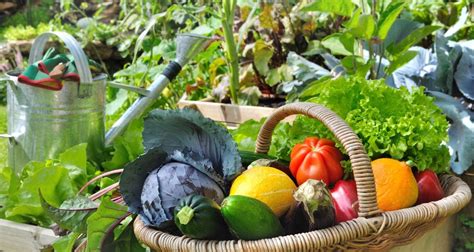 Sustainable Gardening: Best Vegetables to Grow