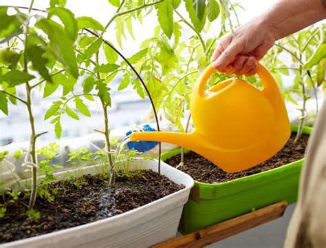 How to Properly Water Your Tomato Plants