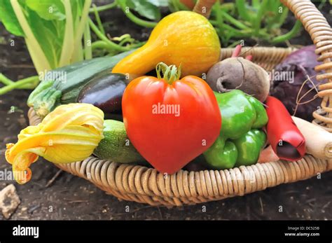 fresh colorful vegetables in a basket in garden Stock Photo - Alamy