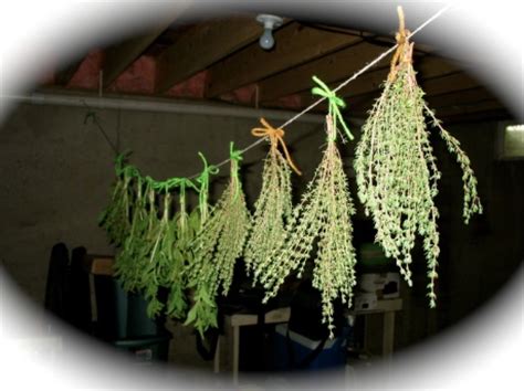 How To Dry Herbs