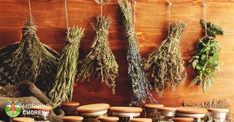 Drying Herbs: 4 Easy Methods to Preserve Your Herb Harvest