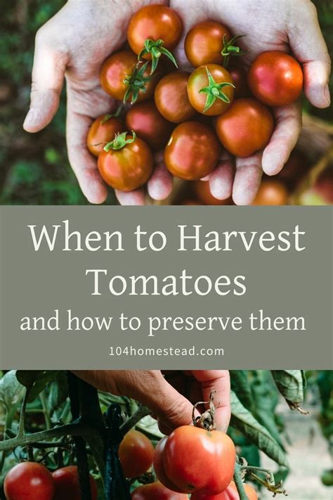 When to harvest garden tomatoes for peak flavor & best canning results?