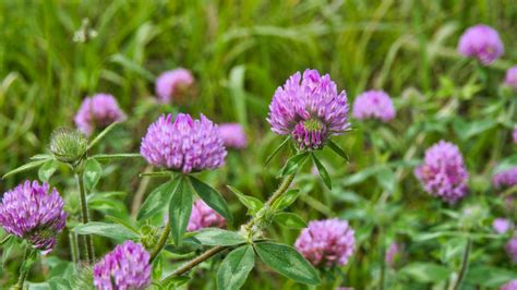 How to naturally enrich garden soil for heirloom veggies?