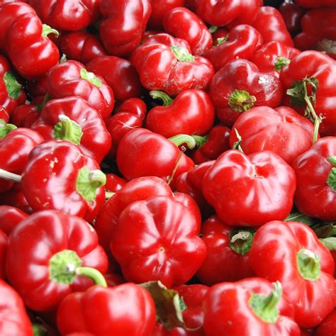 Sweet Pimento Pepper Seeds – Hudson Valley Seed Company