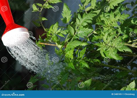 Tomato Plants Stock Image | CartoonDealer.com #7249981