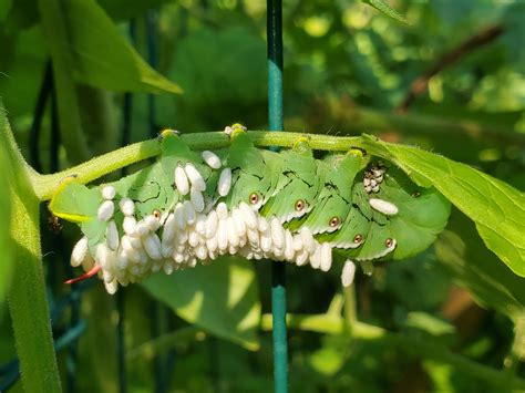 This tomato hornworm has already had dozens of parasitic wasp larva ...