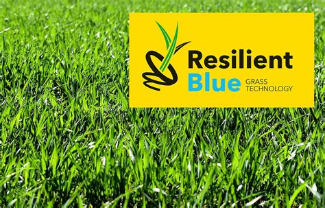 Wat is Resilient Blue van Barenbrug?