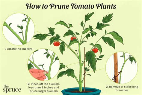 How to Prune a Tomato Plant