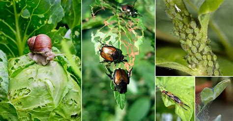 50 Types of Common Pests in Your Garden & How to Get Rid of Them