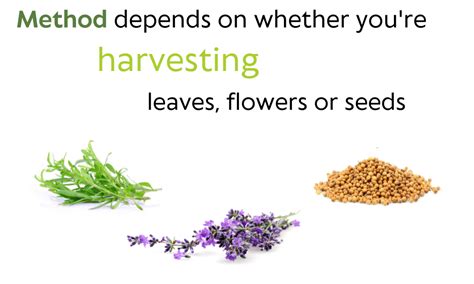 Harvesting Herbs: Useful Tips &amp; Techniques - Herb Garden Cooking
