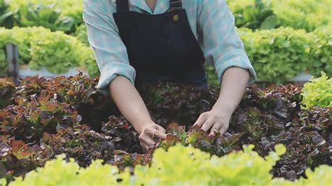 Friendly team harvesting fresh vegetables from the rooftop greenhouse ...