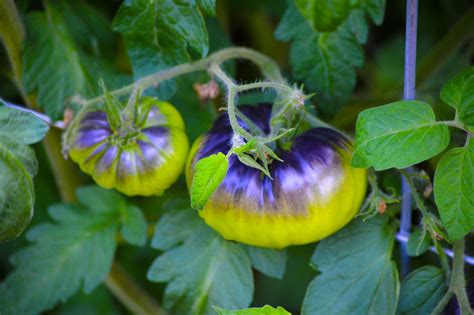 Heirloom Tomato Plant: Care and Growing Guide