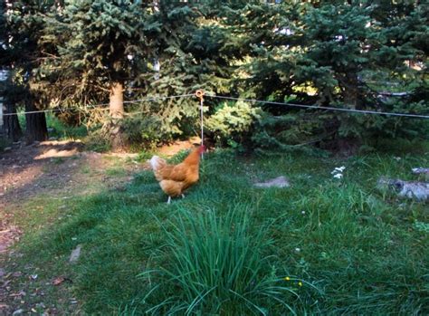 Teaching kids homestead skills through daily chores?