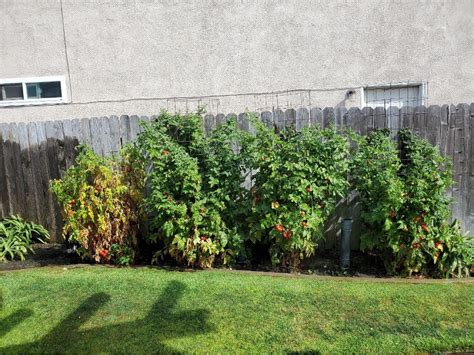 How to naturally deter garden pests from heirloom tomatoes without chemicals?