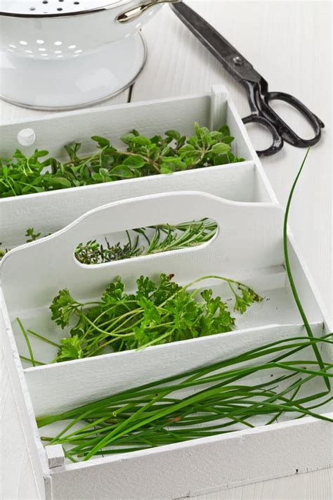 Freshly Harvested Kitchen Herbs from the Garden Stock Photo - Image of ...