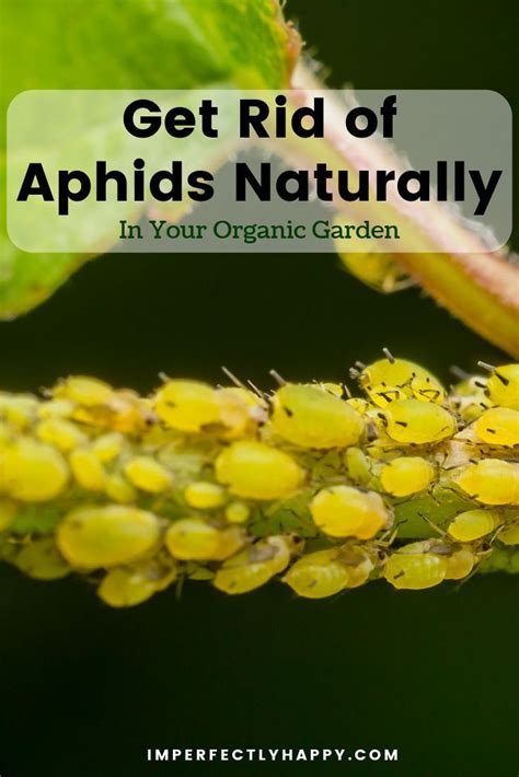 Naturally Controlling Aphids in Your Organic Garden | Get rid of aphids ...
