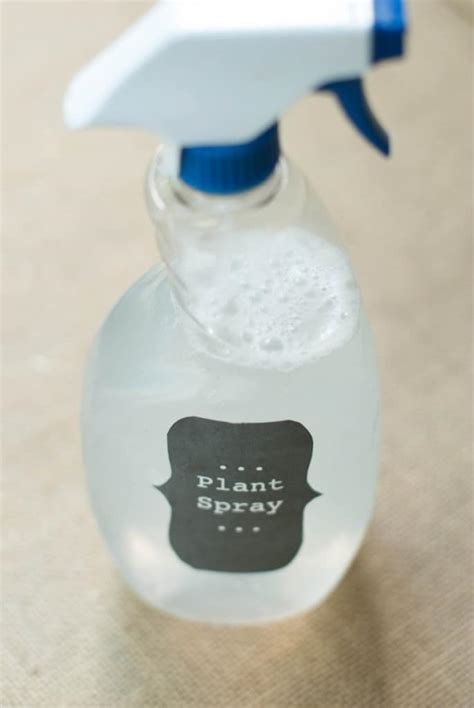 #DIY Insecticidal Plant Spray - my tips favorite