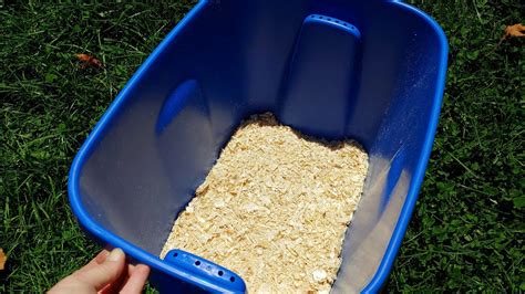 How to Store Carrots - Homestead How-To