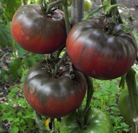 Tomato Black Krim Heirloom Tomato Seeds 20 - Etsy