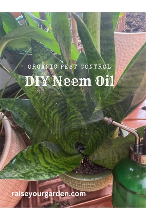 Homemade neem oil spray for organic pest control - Raise Your Garden