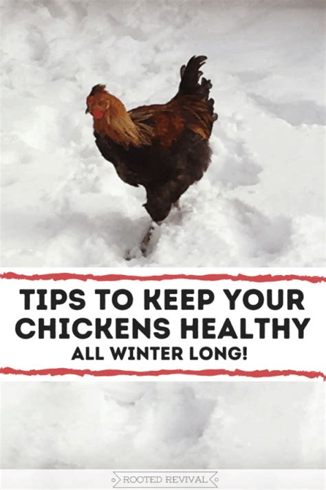 How to Keep your Chickens Healthy All Winter Long! 2025 - Rooted Revival