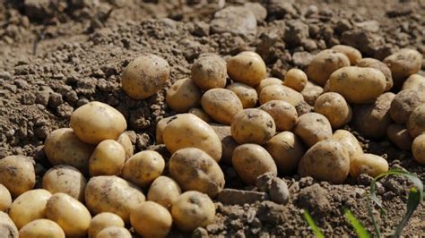 Storing Potatoes Long Term Without A Root Cellar | The Rustic Elk