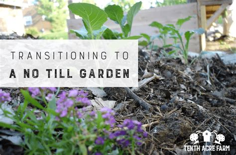 How To Create A No Till Garden Bed - Garden Design Ideas