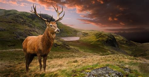 Types of Deer: A Deer Species List from Around the World - World Deer
